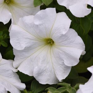 Pétunia Boulle de Neige