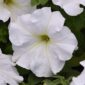 petunia boulle de neige semence canada