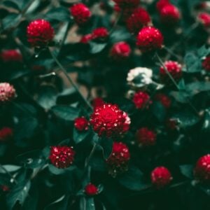 Fleur de thé Rouge Feu