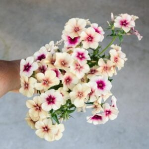 Phlox Cerise Caramel