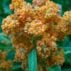 quinoa menthe vanille 3