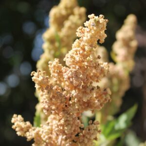 Quinoa Menthe Vanille