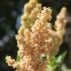 quinoa menthe vanille semence canada