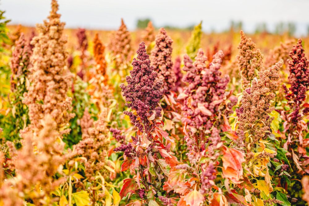 Ripe,Quinoa,Harvest,In,Autumn,Field