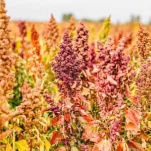 Quinoa Vanille Cerise
