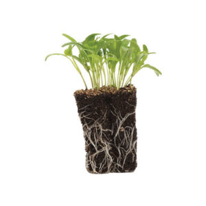 Roquette Wasabi Micro