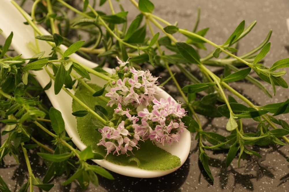 thym-sauvage-semence-canada thym-sauvage-semence-canada