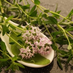 Thym Sauvage