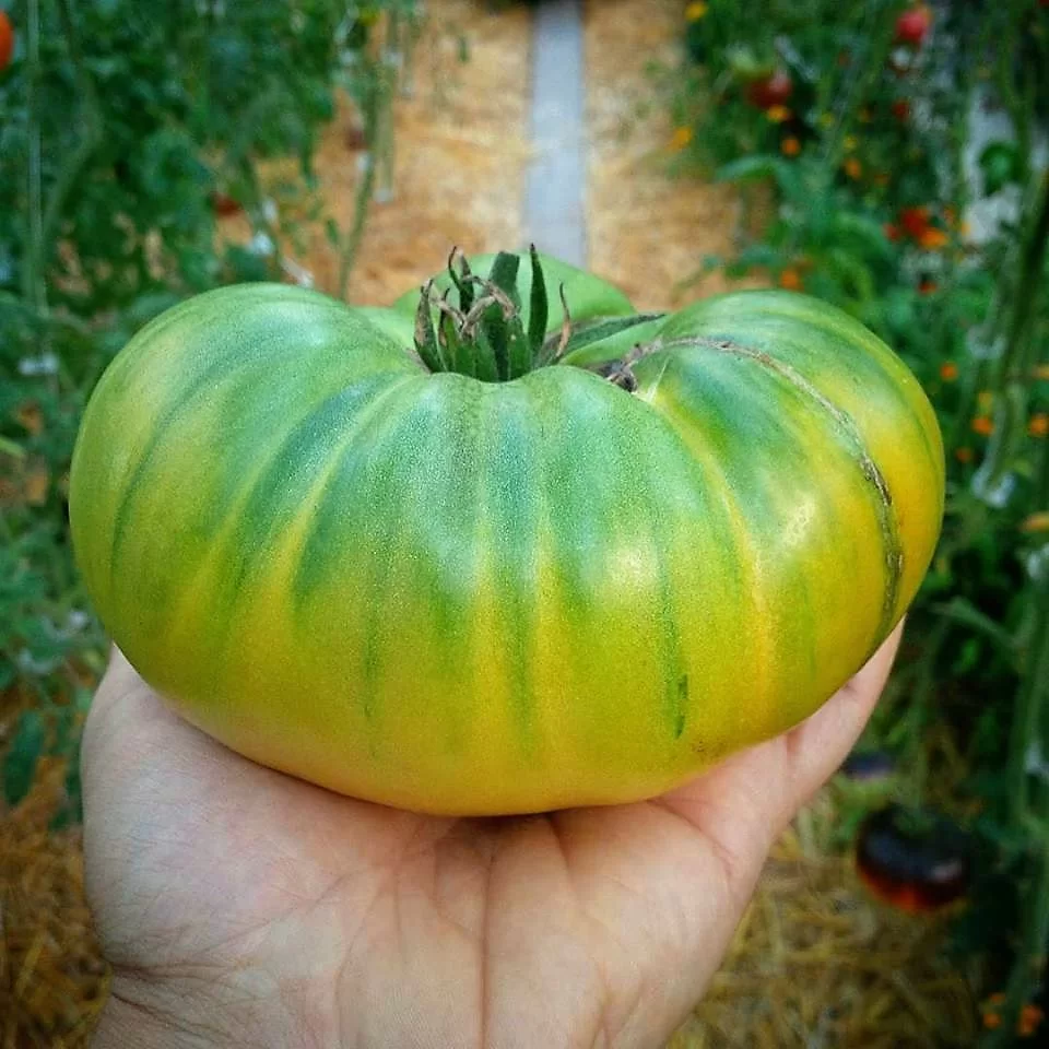 Green Giant Tomato - Semence Canada