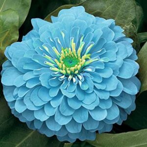 Arctic Blue Zinnia
