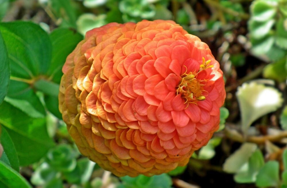 zinnia-eldorado-semence-canada