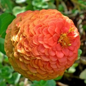 Zinnia Eldorado