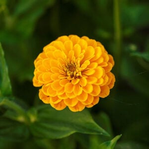 Zinnia Jaune Canary