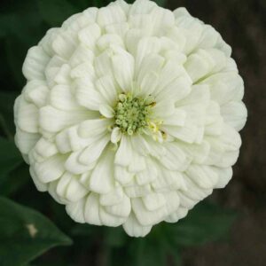 Zinnia Ours Polaire