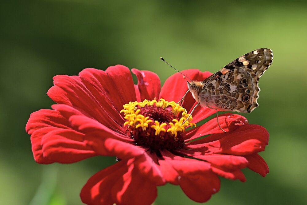 zinnia-peruvianna-semence-canada zinnia-peruvianna-semence-canada