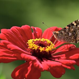 Zinnia Peruviana