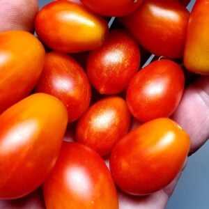 MicroTomato Roma