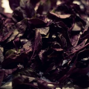 Black Opal Basil