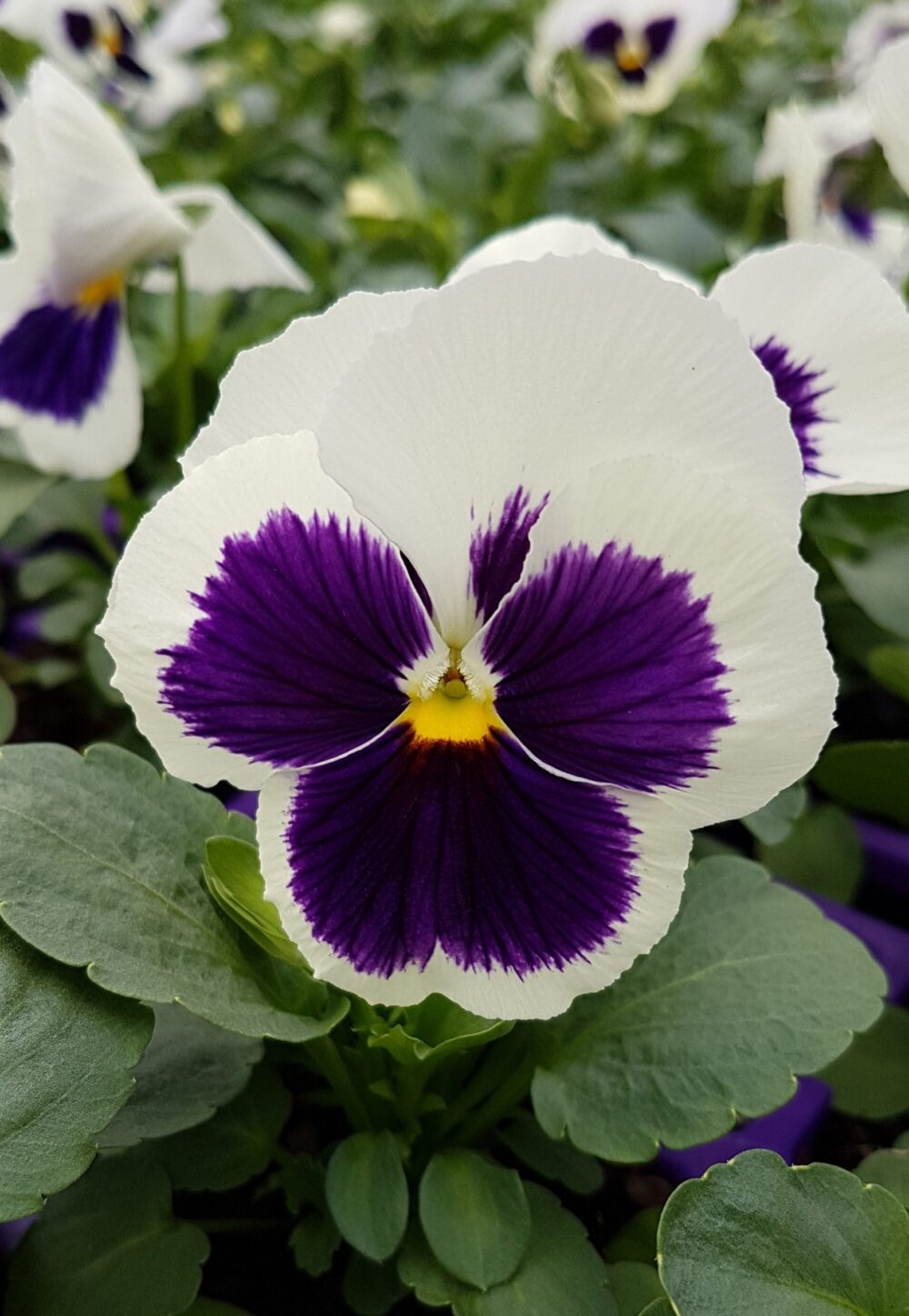 Pensée Wittrockiana Blanc et Violet semence canada