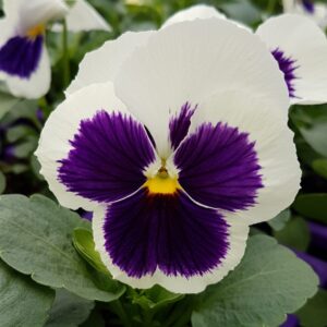 Pensée Wittrockiana Blanc et Violet
