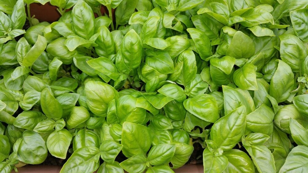 basil-gcf070cd48_1920