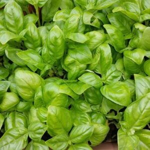 Basilic Sweet Genovese
