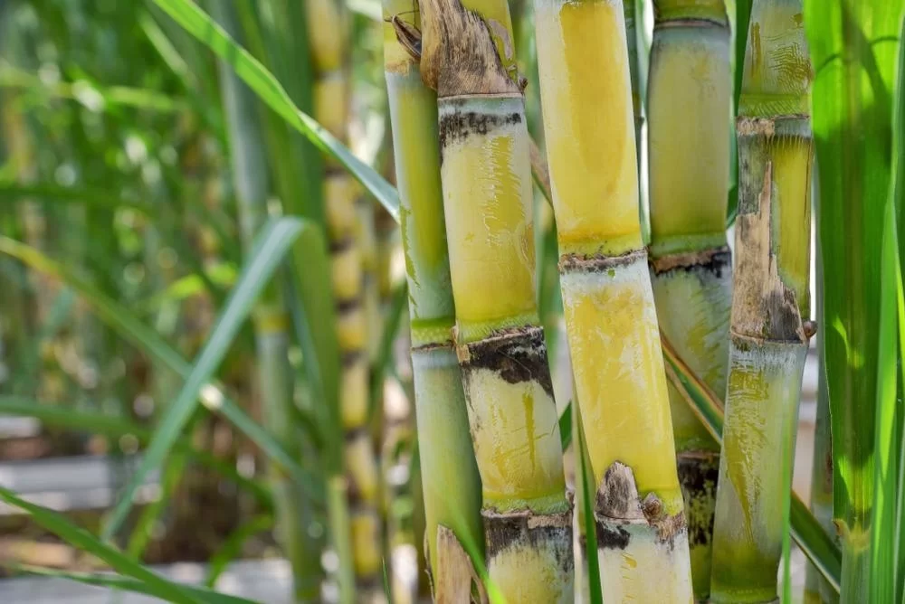 Sugar cane - Semence Canada