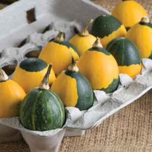 Courge Mix Œuf de Gobelin
