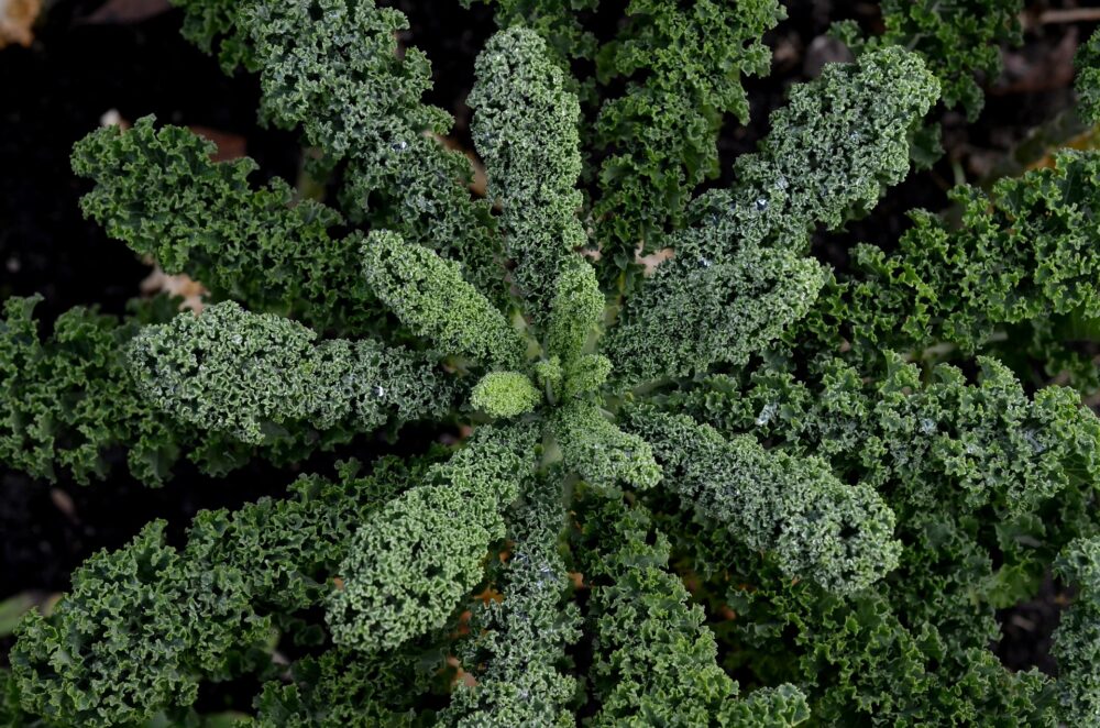 kale-jurassic-semence-canada