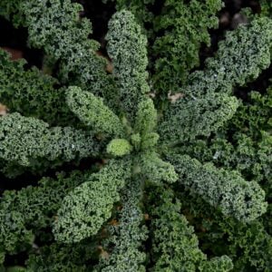 Kale Jurassic