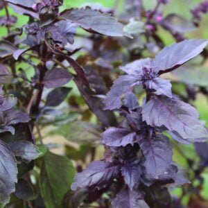 Basilic Mauve