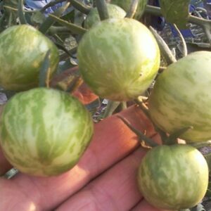 White Zebra Tomato