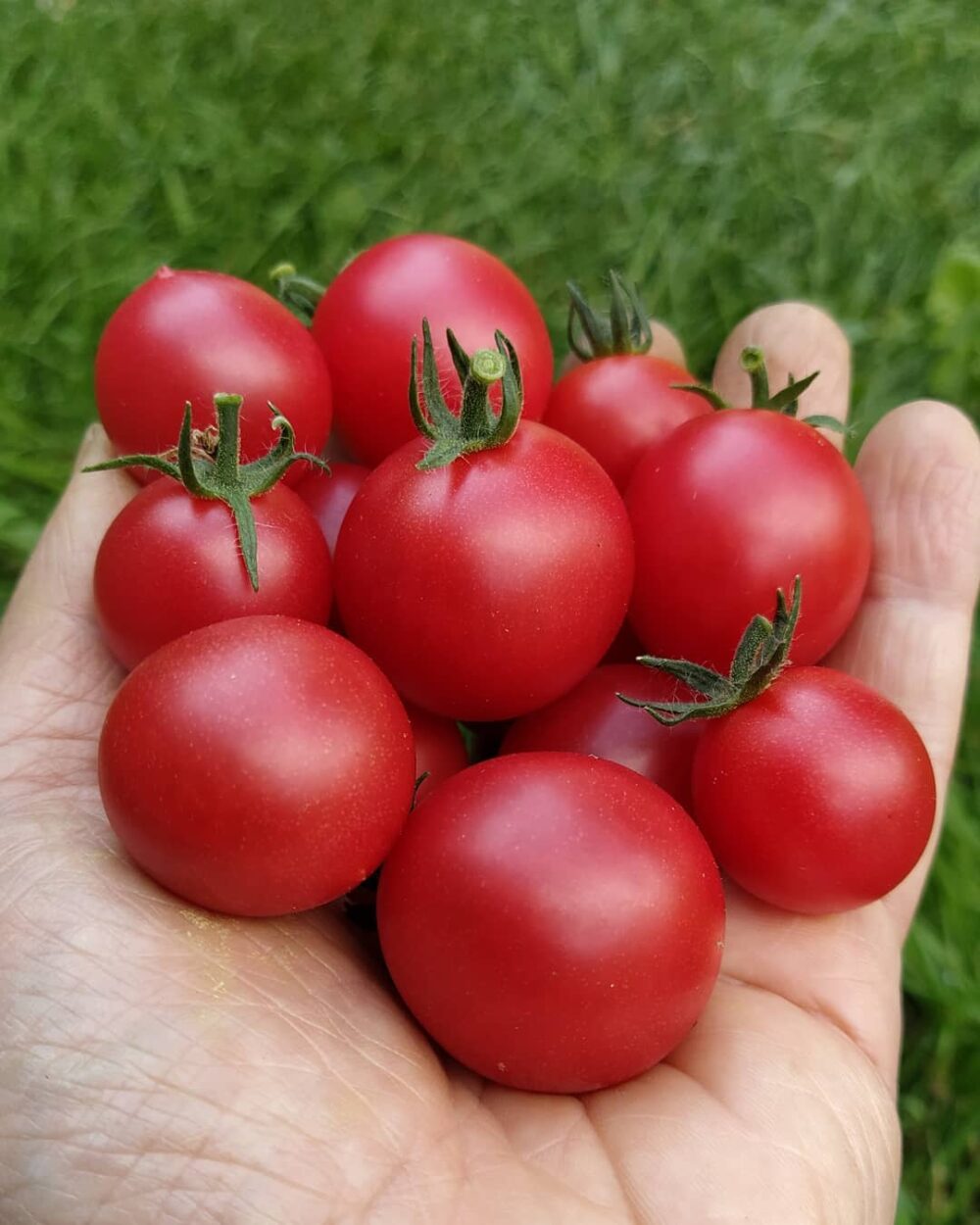tomate pinson rose semence cnaada tomate pinson rose semence cnaada