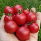 tomate pinson rose semence cnaada
