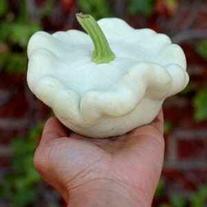 Zucchini Disque Blanc