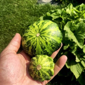 Zucchini Disque Vert