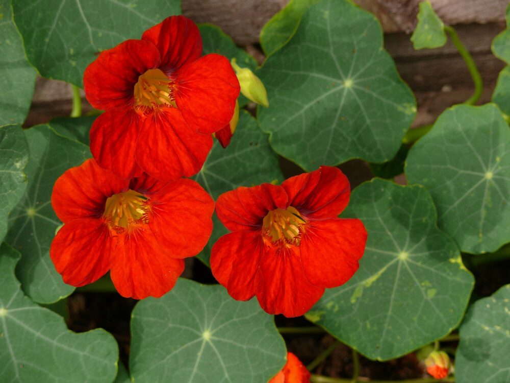capucine-imperatrice-d'inde-semence-canada capucine-imperatrice-d'inde-semence-canada