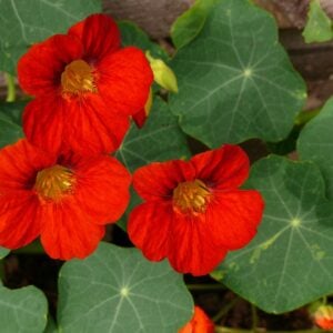 Capucine Impératrice d'Inde