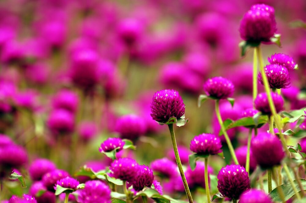 globe-amaranth-7413621_1280 globe-amaranth-7413621_1280