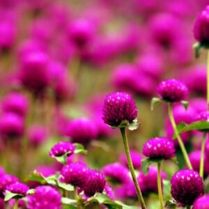 Fleur de thé Magenta (Gomphrena Globosa)