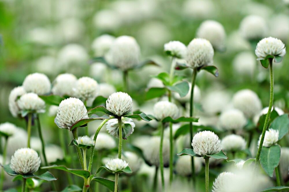 globe-amaranth-7526398_1280
