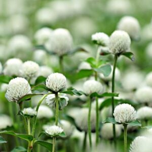Fleur de thé Blanche Neige (Gomphrena Globosa)