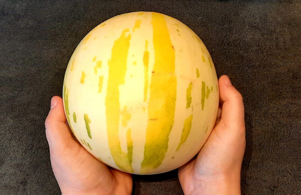 melon-oeuf-de-dinosaure-semence-canada
