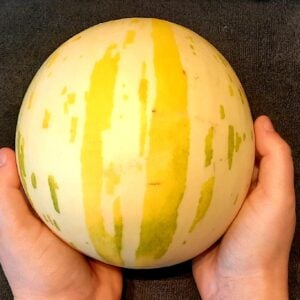 Melon Œuf de Dinosaure