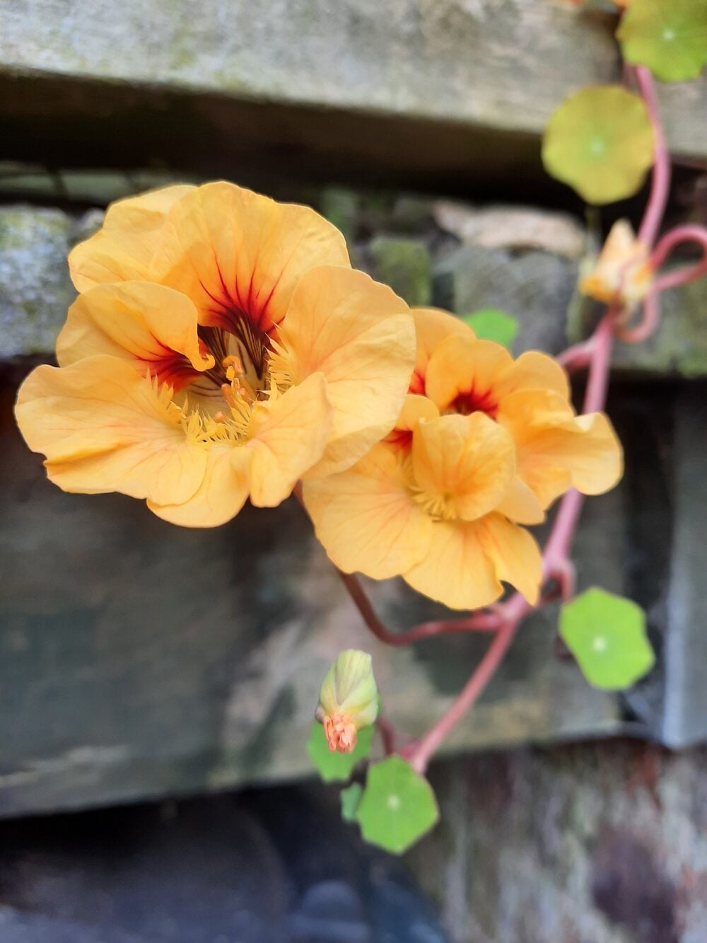 nasturtium-g5eeb25a08_1920 nasturtium-g5eeb25a08_1920