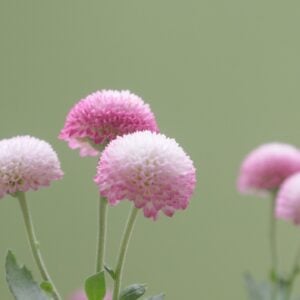 Fleur de thé Rose Bonbon (Gomphrena Globosa)