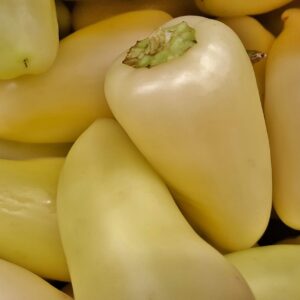 Poivron Sucré Blanc Crème