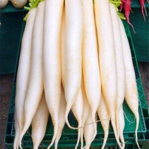 Radis Déjeuner Blanc