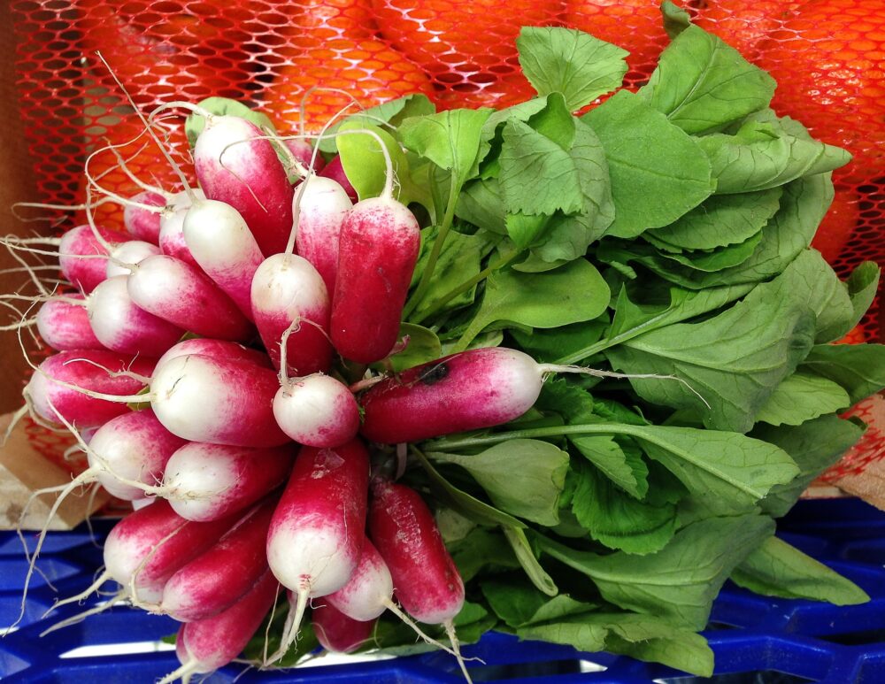 radish-gf9fee8ed9_1920