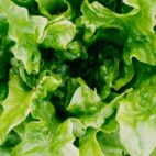 thumbnail-verdure